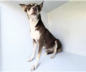 German Shepherd Dog-Unknown Mix Dogs for adoption in Houston, TX, USA