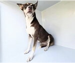 Small German Shepherd Dog Mix