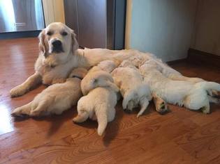 Mother of the Golden Retriever puppies born on 07/31/2017