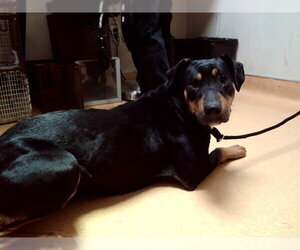 Doberman Pinscher-Unknown Mix Dogs for adoption in Martinez, CA, USA