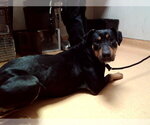 Small Doberman Pinscher Mix