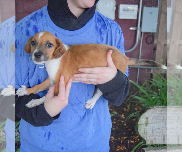 Medium Photo #3 Australian Shepherd-Unknown Mix Puppy For Sale in Huntley, IL, USA