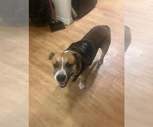 American Bulldog-Unknown Mix Dogs for adoption in San Antonio, TX, USA