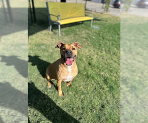 SHAY - Female Labrador Retriever-Unknown Mix Dog for Adoption - Photo #2