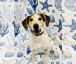 Small #1 Mutt