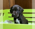 Small Photo #7 German Shorthaired Pointer-Labradoodle Mix Puppy For Sale in MONTICELLO, MN, USA