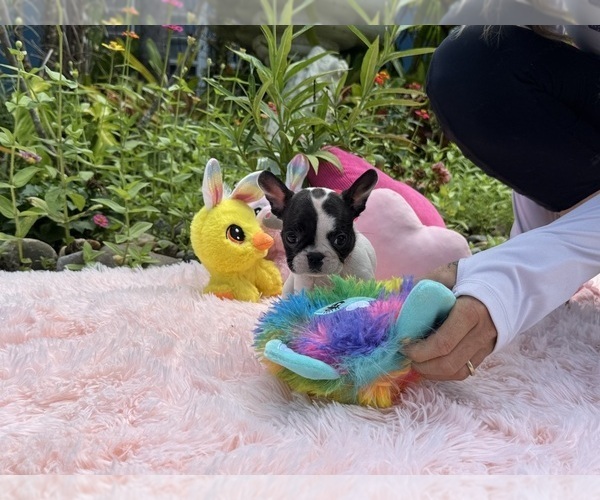 Medium Photo #15 French Bulldog Puppy For Sale in LEHIGH ACRES, FL, USA