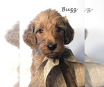 Small Photo #24 Goldendoodle Puppy For Sale in DEMOPOLIS, AL, USA