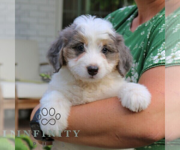 Medium Photo #4 Bernedoodle (Miniature) Puppy For Sale in LANCASTER, PA, USA