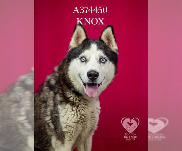 Medium Photo #2 Siberian Husky Puppy For Sale in Stockton, CA, USA