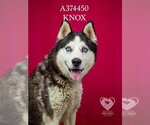Small #1 Siberian Husky