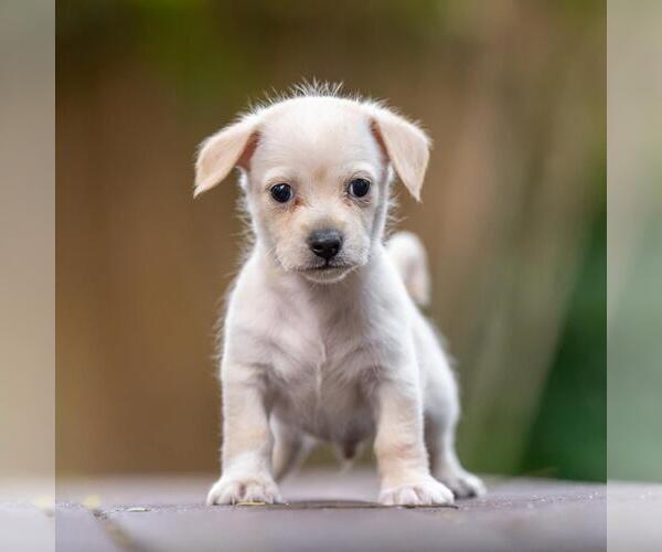 Medium Photo #4 Poodle (Miniature)-Unknown Mix Puppy For Sale in San Diego, CA, USA