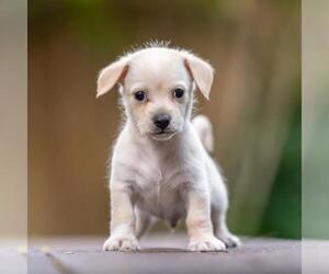 Noodle Pup - Ravioli - Male Poodle (Miniature)-Unknown Mix Dog for Adoption - Photo #4