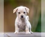 Small #3 Poodle (Miniature) Mix