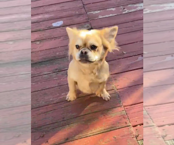 Medium Photo #1 French Bulldog Puppy For Sale in SNELLVILLE, GA, USA