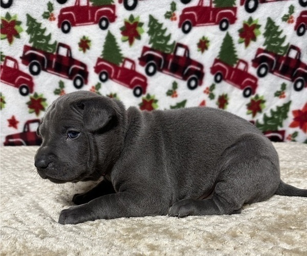 Medium Photo #12 Thai Ridgeback Puppy For Sale in POTSDAM, NY, USA