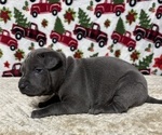 Small Photo #12 Thai Ridgeback Puppy For Sale in POTSDAM, NY, USA