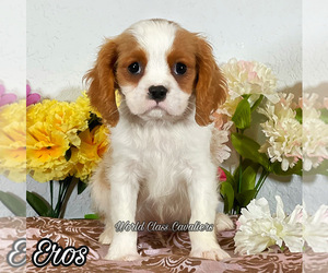 Cavalier King Charles Spaniel Puppy for sale in MIAMI, FL, USA
