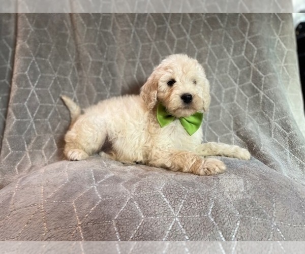Medium Photo #10 Poodle (Standard) Puppy For Sale in LAKELAND, FL, USA