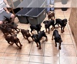 Small Doberman Pinscher