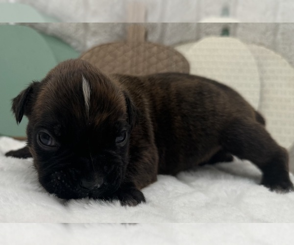 Medium Photo #5 Boxer Puppy For Sale in PAWNEE CITY, NE, USA