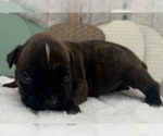 Small #4 Boxer