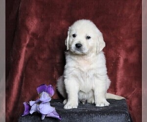 English Cream Golden Retriever Puppy for sale in FREDERICKSBG, OH, USA