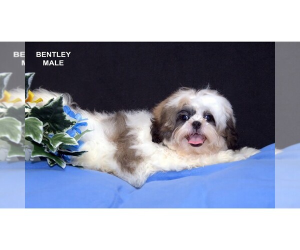 Medium Photo #1 Shih Tzu Puppy For Sale in CLARE, MI, USA