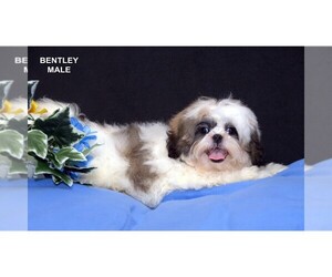 Shih Tzu Puppy for sale in CLARE, MI, USA