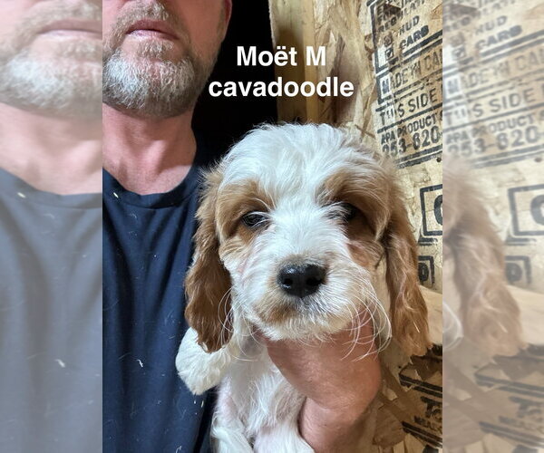 Medium Photo #1 Golden Cavalier Puppy For Sale in Studio City, CA, USA