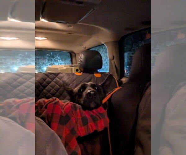 Medium Photo #2 Holland Shepherd Puppy For Sale in Imlay City, MI, USA