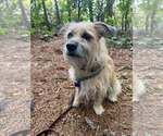 Small #1 Mutt