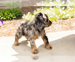Small #5 Cocker Spaniel-Poodle (Miniature) Mix