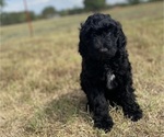 Small Photo #3 Labradoodle Puppy For Sale in HARRAH, OK, USA