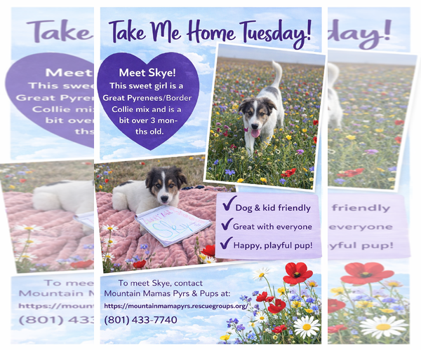 Medium Photo #2 Pyrenees Border Collie Puppy For Sale in MIDWAY, UT, USA