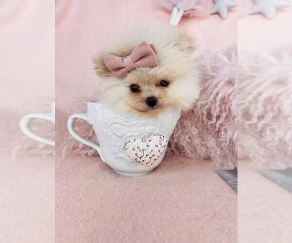 Medium Photo #15 Pomeranian Puppy For Sale in HOUSTON, TX, USA