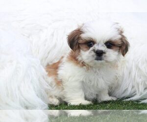 Corkie Puppy for sale in MARIETTA, GA, USA