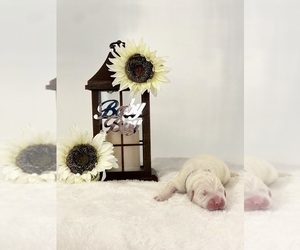 Golden Retriever Puppy for sale in MIAMI, FL, USA