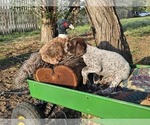 Puppy Puppy 4 German Shorthaired Pointer