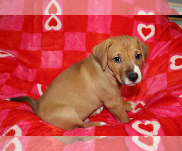 Medium Photo #3 Labrador Retriever-Unknown Mix Puppy For Sale in Plainfield, IL, USA