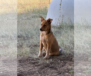 Huskies -Red Heeler Mix Dogs for adoption in Chama, NM, USA