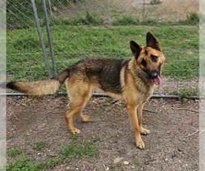 German Shepherd Dog-Unknown Mix Dogs for adoption in Waco, TX, USA