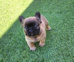 Small #10 French Bulldog