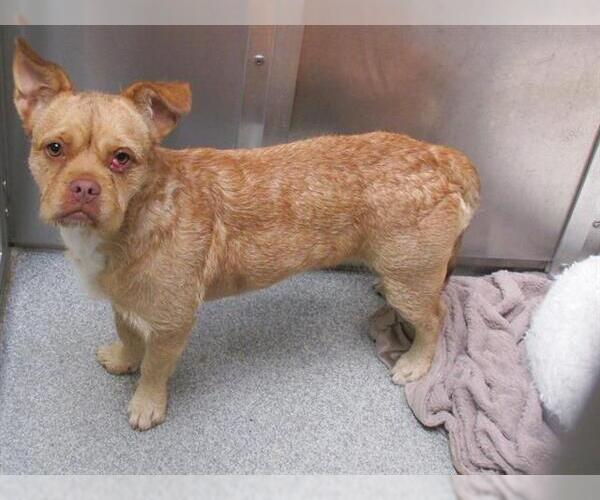 Medium Photo #1 Cairn Terrier-French Bulldog Mix Puppy For Sale in Orange, CA, USA