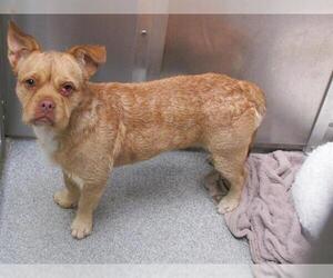 Medium Cairn Terrier-French Bulldog Mix