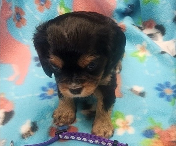 Medium Photo #3 Aussalier Puppy For Sale in ATHOL, ID, USA