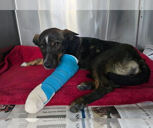 German Shepherd Dog-Unknown Mix Dogs for adoption in San Diego, CA, USA