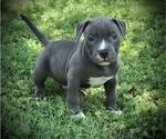 Small Photo #7 American Bully Puppy For Sale in SALEM, IL, USA
