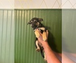 Puppy Lady German Shepherd Dog-Mutt Mix
