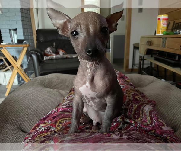 Medium Photo #10 Chinese Crested Puppy For Sale in SOUTHERN PINES, NC, USA